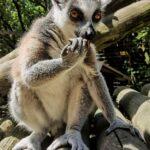 У Рівненському зоопарку розповіли про лемурів