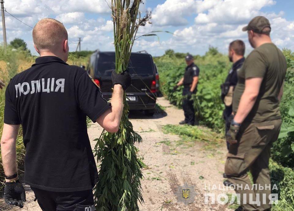 У Рівному поліцейські встановлюють особу, причетну до незаконного посіву коноплі на площі майже два гектари