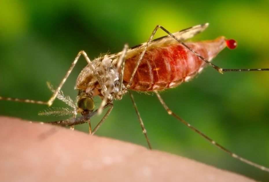 У Рівненському районі зареєстрували випадок завезеної тропічної малярії