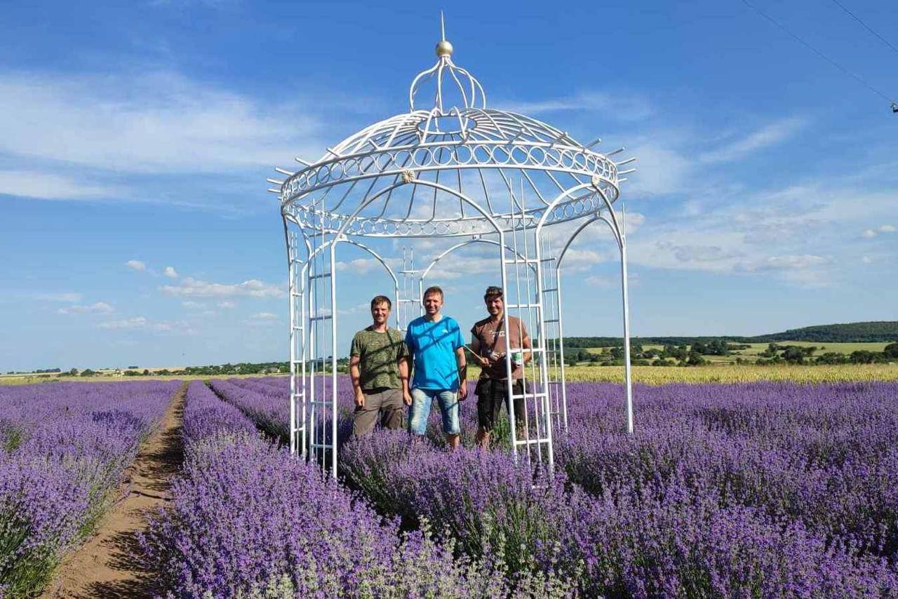 лавандове поле