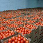 На Рівненщині вирощують екологічно чисті овочі