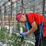 На Рівненщині вирощують екологічно чисті овочі