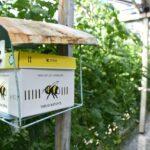 На Рівненщині вирощують екологічно чисті овочі