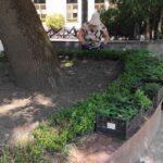 у рівному чорнобривці