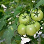 На Рівненщині вирощують екологічно чисті овочі