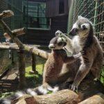 У Рівненському зоопарку розповіли про лемурів