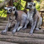 У Рівненському зоопарку розповіли про лемурів