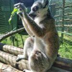 У Рівненському зоопарку розповіли про лемурів