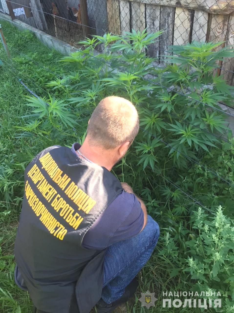 На Рівненщині поліція продовжує виявляти незаконні посіви нарковмісних рослин