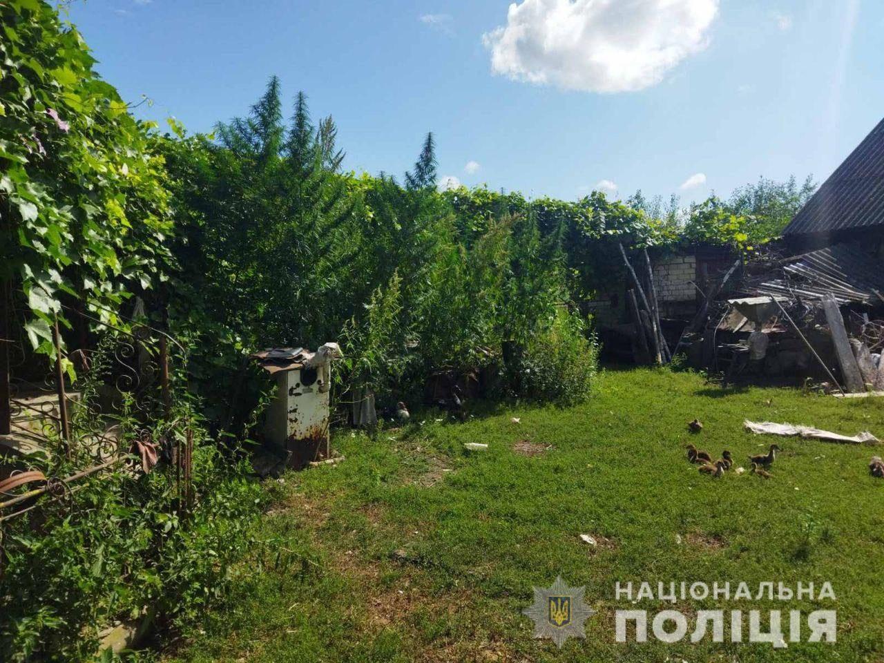 На Рівненщині поліцейські знищили незаконний посів конопель