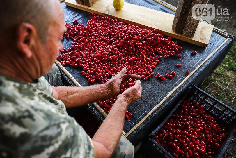 Кизиловий «млинець» містить добову норму аскорбінової кислоти