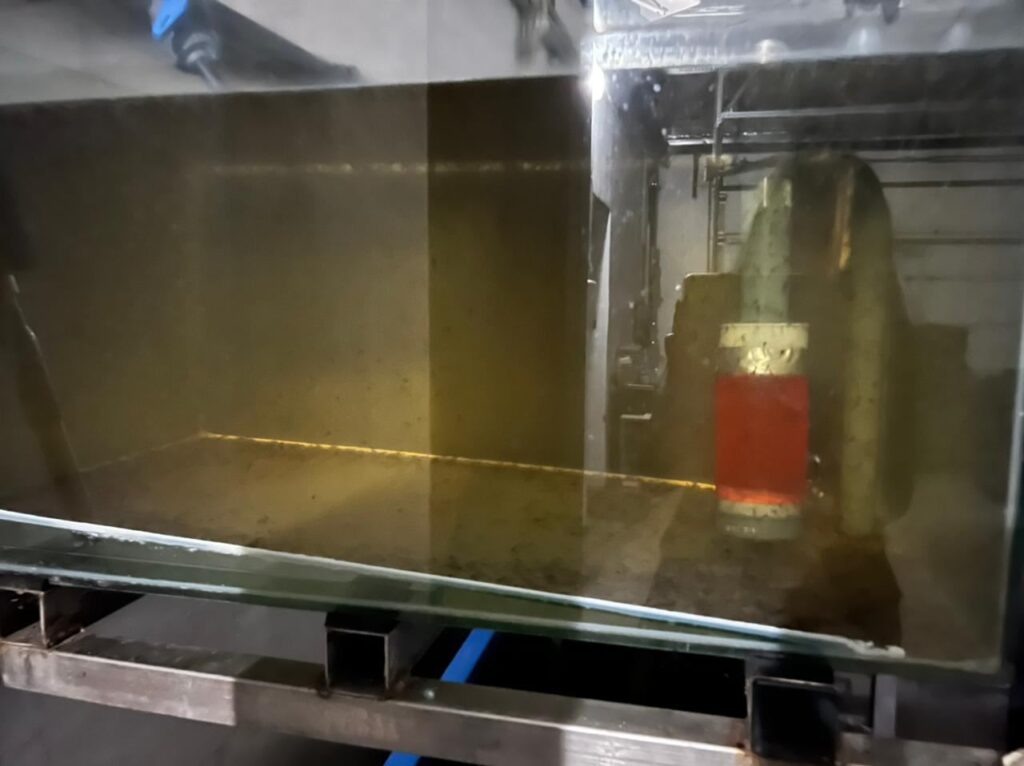 На Рівненщині вирощують африканських сомів1