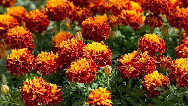 Як використати чорнобривці для підготовки грядок на дачі до нового сезону Як використати чорнобривці для підготовки грядок на дачі до нового сезону