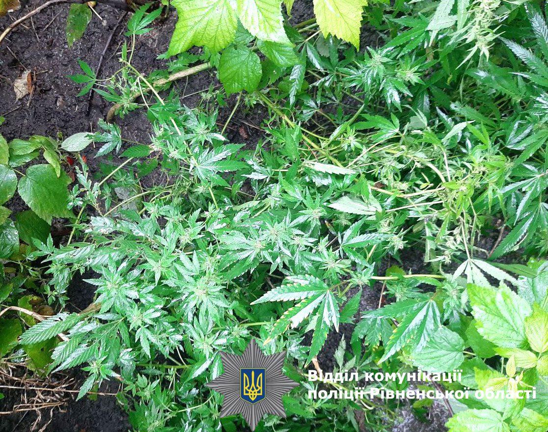 Поліцейські викрили конопляний бізнес мешканця Рівненщини