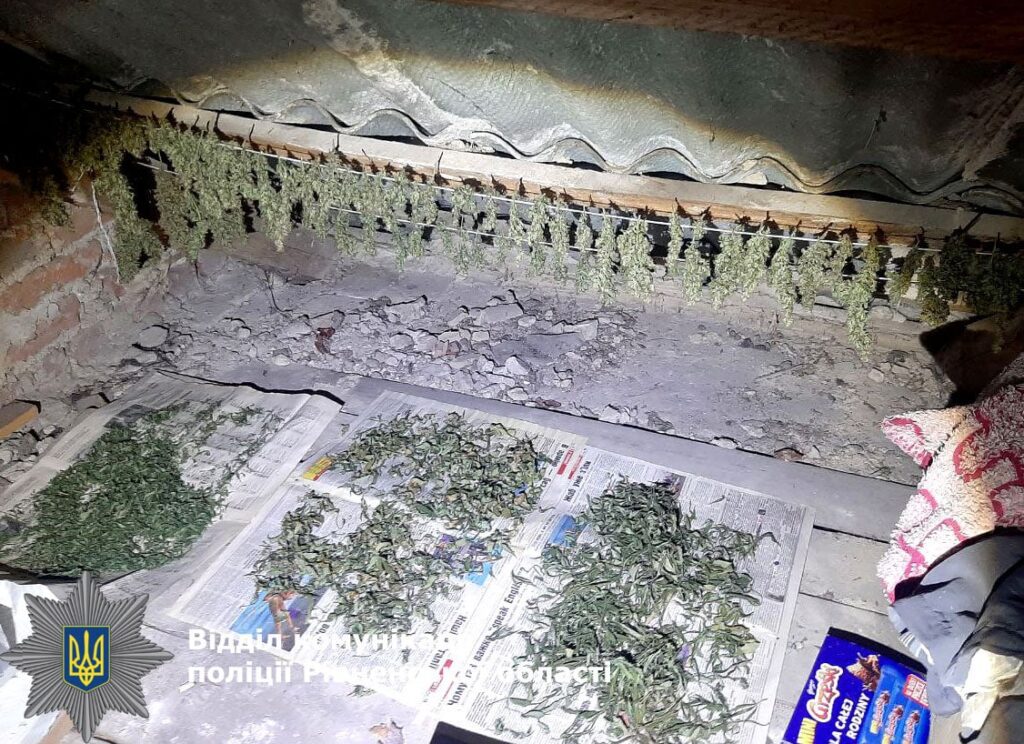 коноплясушенарівне