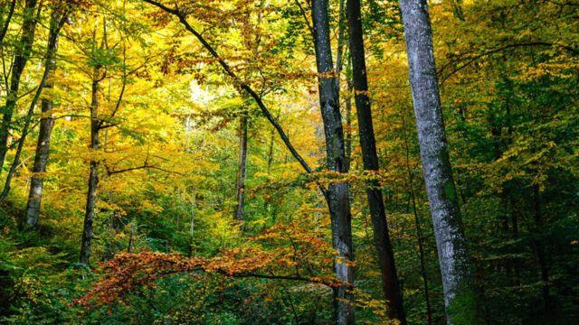 Сьогодні не можна ходити в ліс