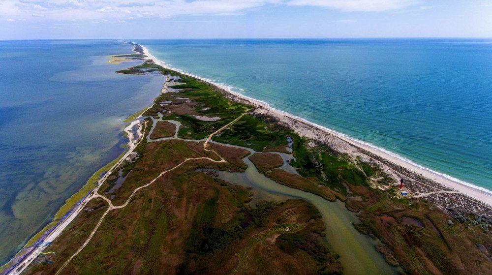 Окупанти знищують природу Чорного моря. Загинуло 50 тисяч дельфінів