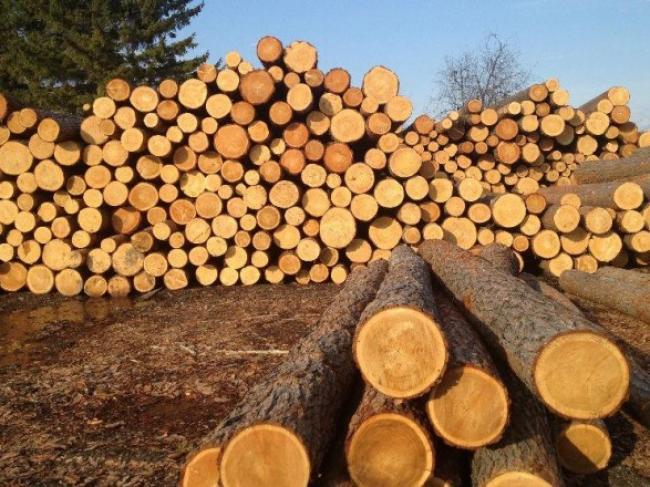 Із Рівненщини цього року більше експортували деревини