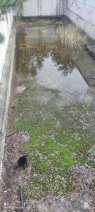 песврятований