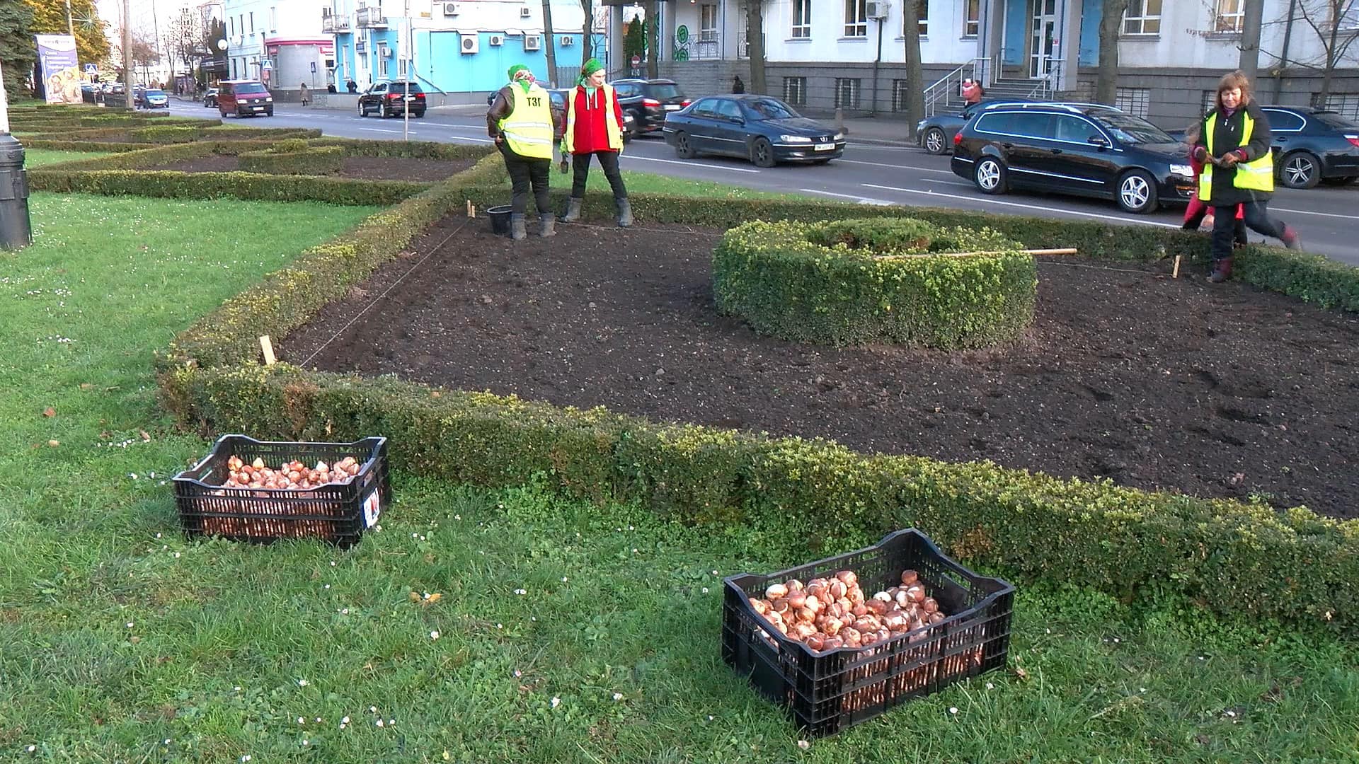 На центральному майдані у Рівному висаджують тюльпани