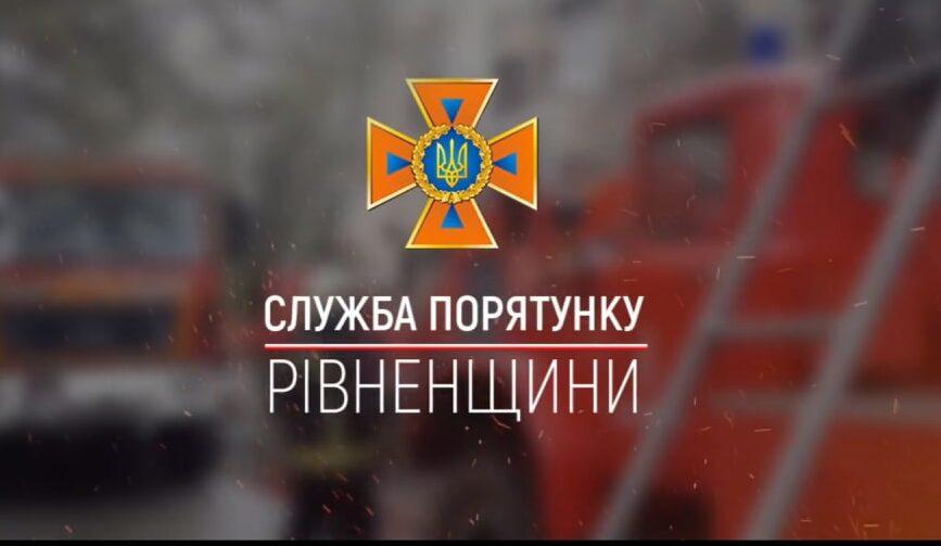 Кубло шершнів