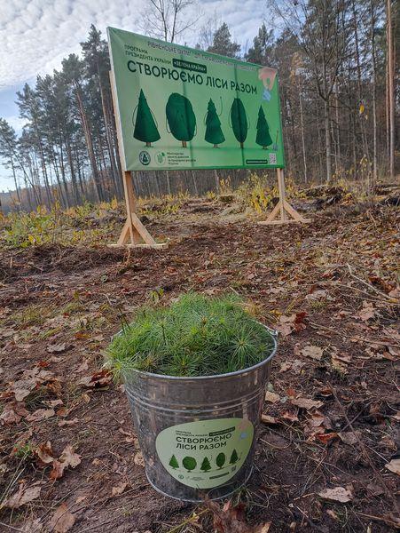 На Рівненщині восени висадили лісові культури на більш як 200 гектарах
