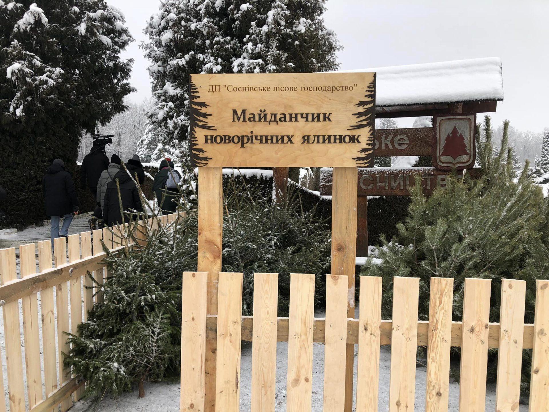 новорічних дерев