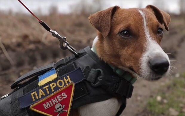 мультсеріал