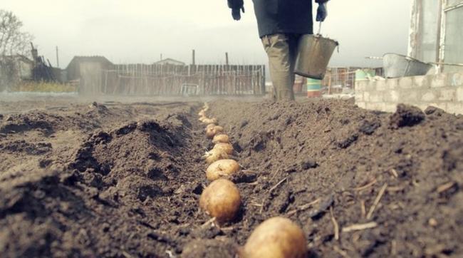 Посадка картоплі в Україні: коли і як отримати великий врожай