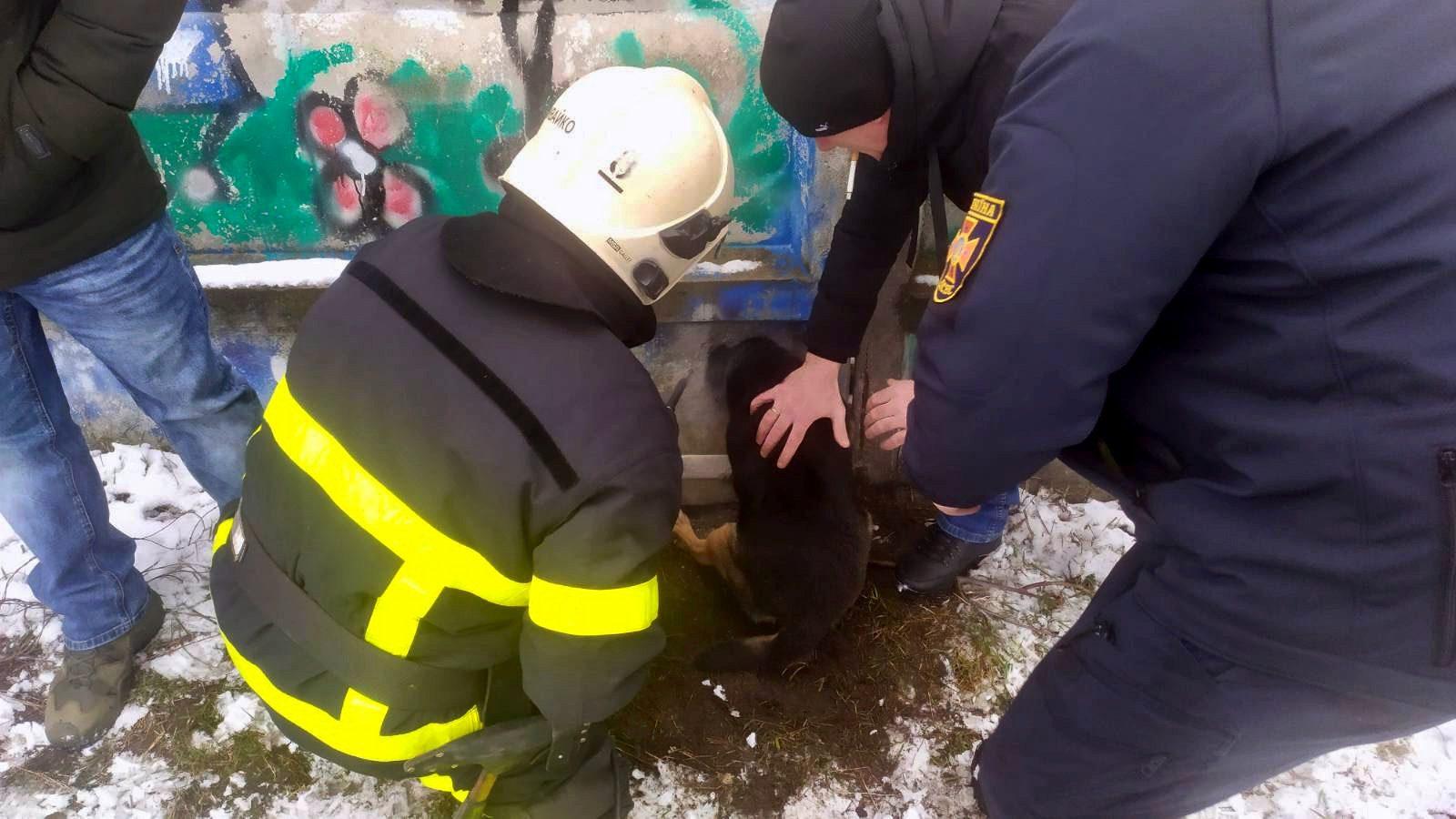 На Рівненщині рятувальники звільнили чотирилапого із залізобетонного паркану