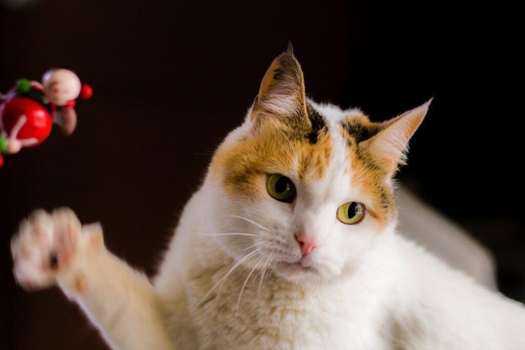 іграшкидлякотів