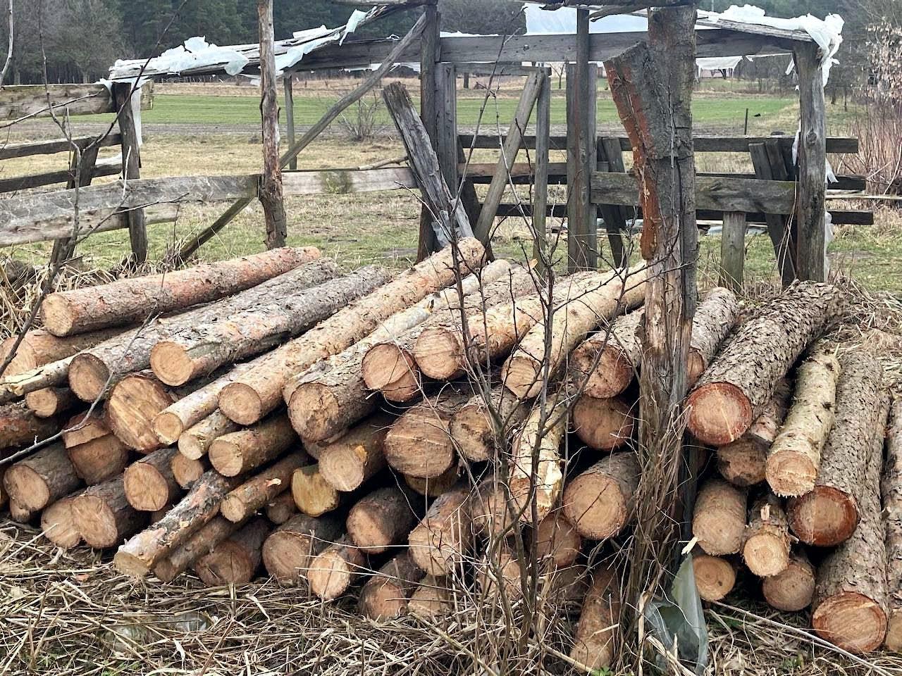 Незаконно вирубані дерева.