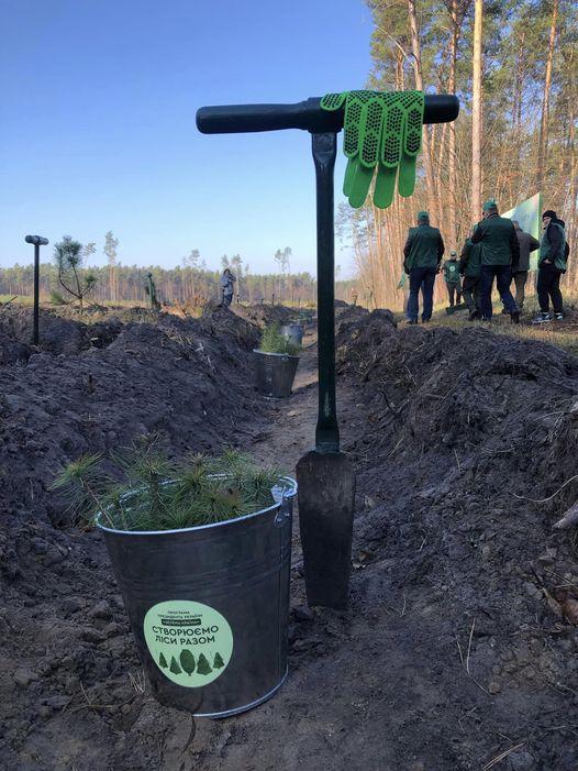 На Рівненщині відновлюють ліс