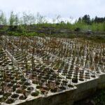 Висадка дерев на Костопільщині.