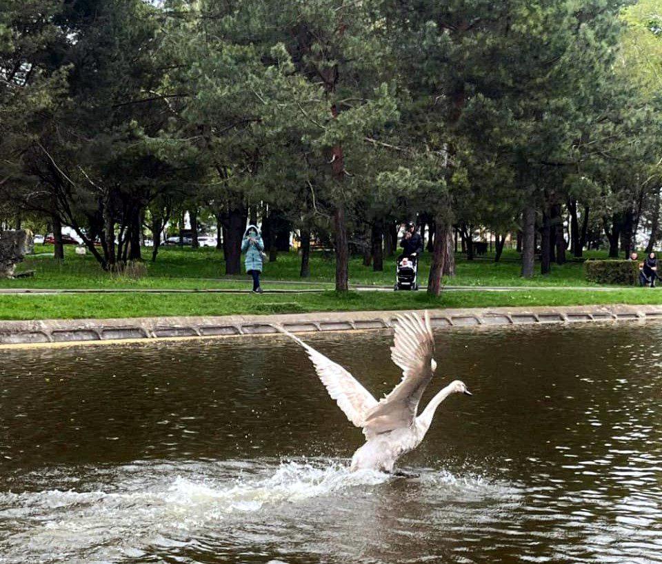 Лебеді на Лебединці.