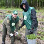 Висадка дерев на Костопільщині.