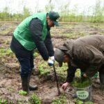 Висадка дерев на Костопільщині.