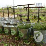 Висадка дерев на Костопільщині.