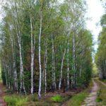 Березовий гай.