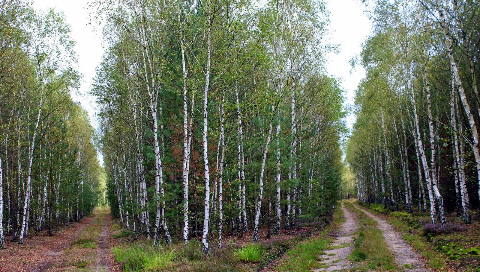 Березовий гай.
