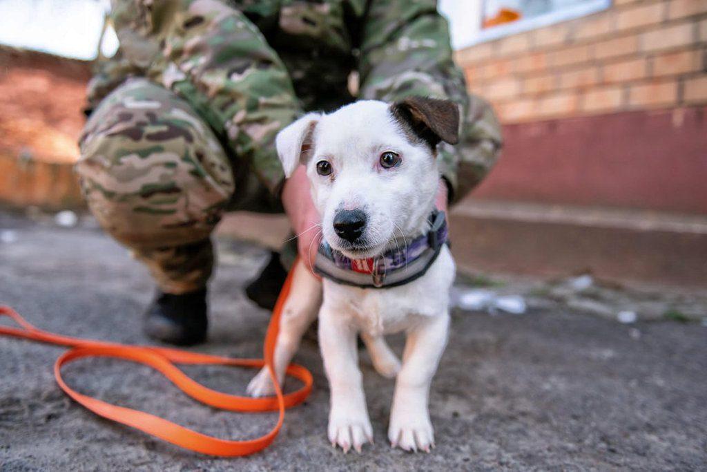 Поліцейський пес Добі.