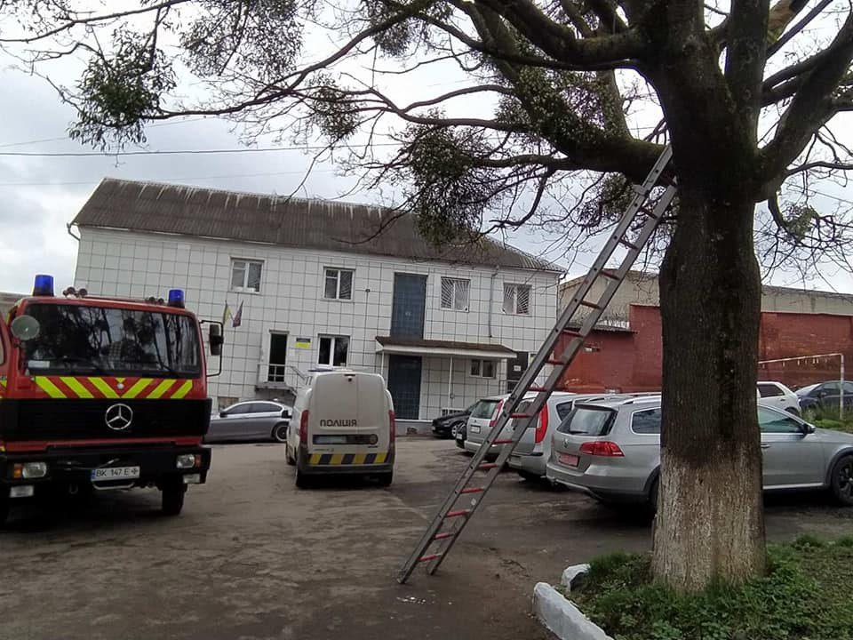 Рятувальники зняли кота з дерева Рятувальники рятують кота