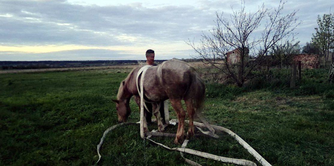 В селі Сергіївка рятувальники визволили коня з пастки Звільнений з пастки кінь.