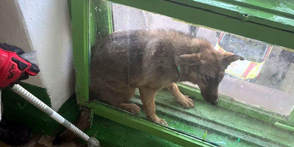 У місті Сарни рятувальники дістали собаку з віконної рами Застряглий песик.