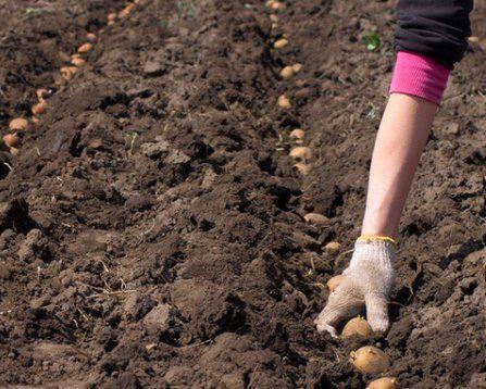То коли ж потрібно садити картоплю.