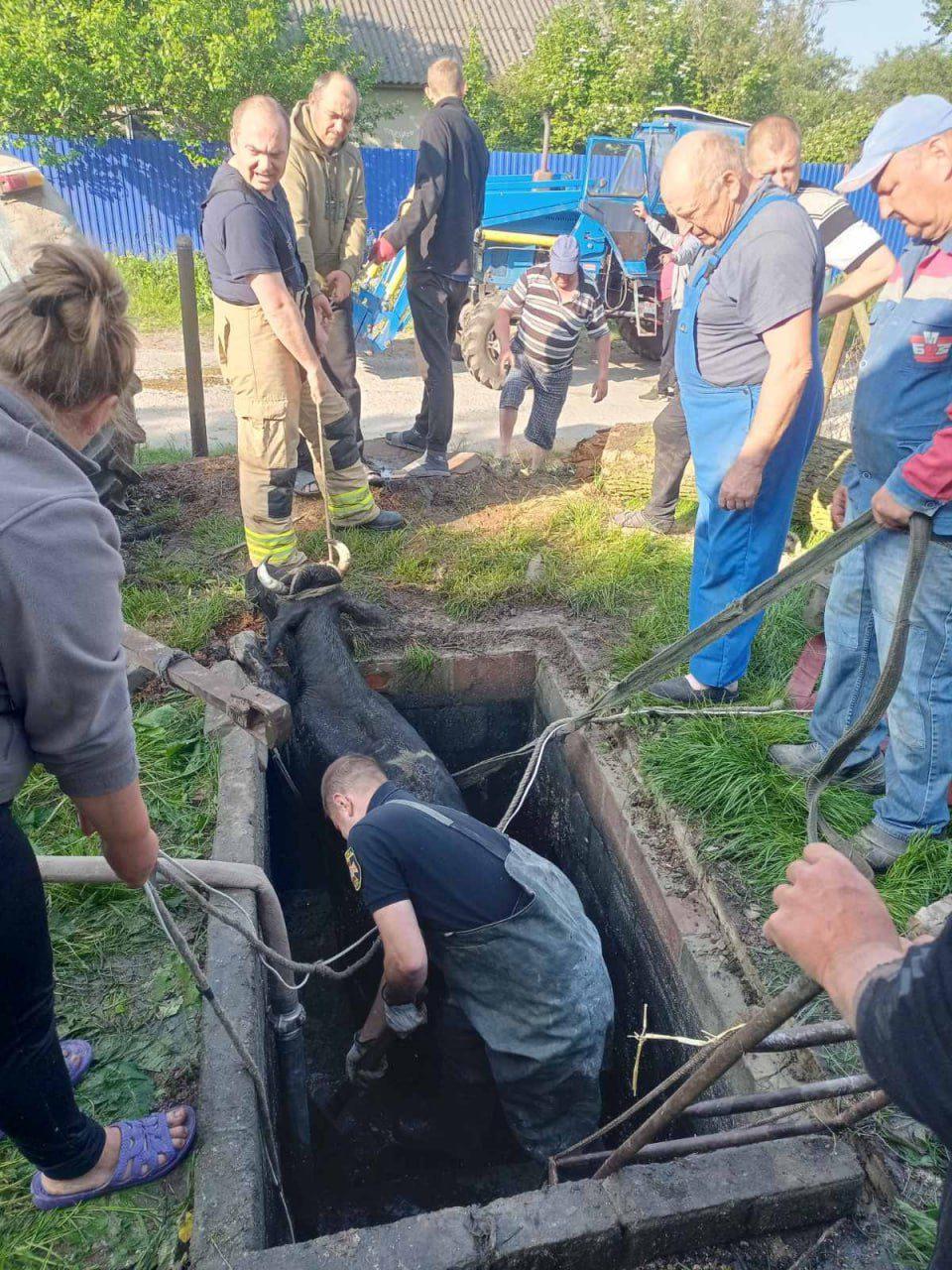 Рятувальники допомогли дістати корову з ями.