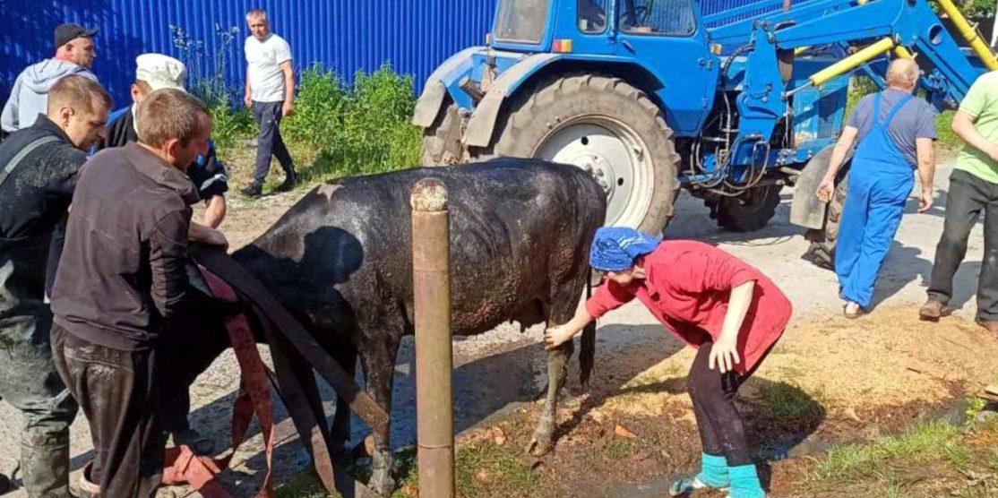 Рятувальники допомогли дістати корову з ями.