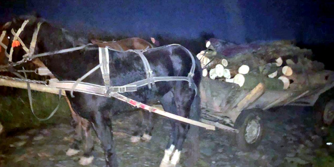 Незаконна вирубка дерев у селі Урвенна.