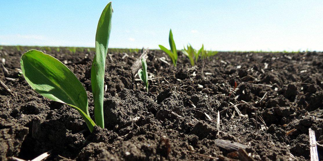 Рівненщина вже засіяла 74% запланованих площ Сходить новий урожай.