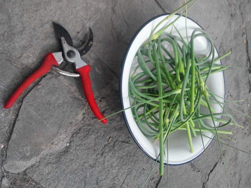 Щоб мати гарний часник важливо не пропустити момент